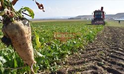 Pancar Alım Fiyatı Açıklandı