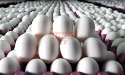 Okullar Açıldı, Yumurtaya Zam Geldi!