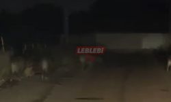Yaban Domuzları Şehir Merkezinde Kol Geziyor