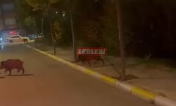 Yaban Domuzları Şehrin Göbeğinde Cirit Atıyorlar