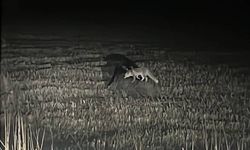 Şehir Yakınlarında Yaban Domuzu İle Tilkinin Teması Kameralara Yansıdı