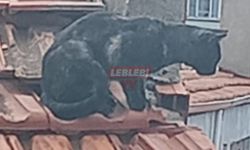 1 Haftadır Aç Susuz Kurtarılmayı Bekliyor