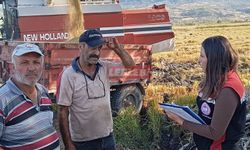 Laçin’de Çeltik Hasadı Başladı