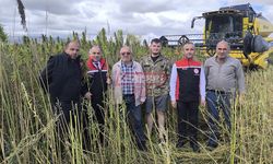 Tohum ve Lif Üretimi İçin Hasat Zamanı