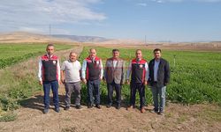 Şeker Pancarı Fidesi Üretim Alanları İncelendi