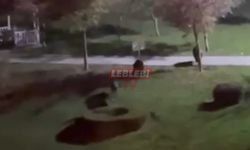 Yaban Domuzları Sürü Halinde Parka İndi