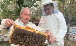 Sungurlu Kaymakamı Köksal, Bal Hasadına Katıldı