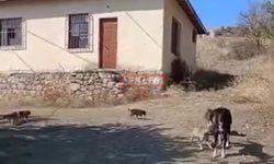 8 Küçük Yavrusu Olan Bu Köpeğe Nasıl Kıydınız?
