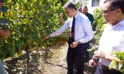 "Osmancık Karası Üzümü " Türkiye Gen Bankası Kayıtlarına Girdi