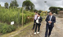 Yeşil Bir Uğurludağ İçin Başkan Torun, Kolları Sıvadı