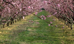 Tarım Sigortası Olmayan Çiftçiler, Banka Hesaplarınızı Kontrol Edin!