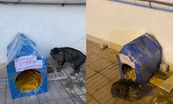 Şefkatle Yapılan Kedi Evine Zarar Verildi: Mahalleli İsyan Etti