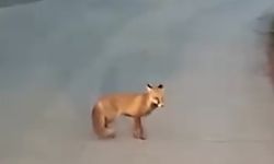 Aç Kalan Tilkinin Rahat Hareketleri Şaşırttı