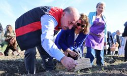 Vali Ali Çalgan, Eskice Köyü’nde Safran Hasat Şenliğine Katıldı