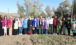 Vali Çalgan Safran Hasadına Katıldı