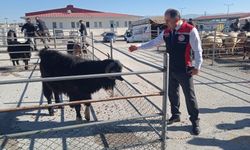 Çorum’da Şap Hastalığıyla Mücadele Titizlikle Yürütülüyor