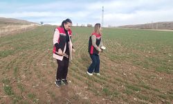 Hububat Ekiliş Alanlarında Fenolojik Gözlemler Yapıldı