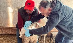 Narlı Köyü’nde Küçükbaş Hayvanlar Aşılandı