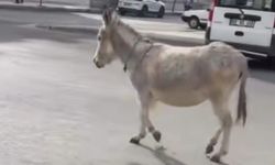 Eşek Firar Etti: Görenler Şaştı Kaldı