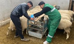Küçükbaş Hayvanlara Küpeleme ve Aşılama Çalışması Sürüyor