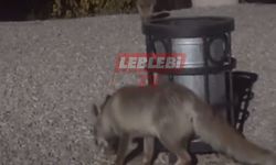 Piknikçilerden Geriye Kalanlar, Tilkilere Ziyafet Oluyor