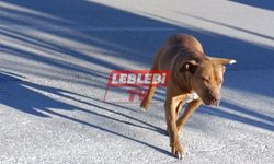 Bir Mahalle Diken Üstünde! Sahipsiz Pitbull Tehlike Saçıyor
