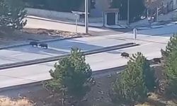 Aç Kalan Yaban Domuzları Güpegündüz Şehre İndi