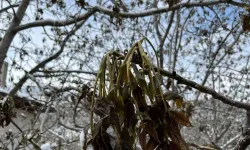 Zirai Dondan Etkilenen Çiftçiye 188 Milyon Lira Ödendi