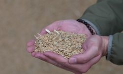 Modern Kurutma Pirinçte Lezzet Ve Verim Kalitesini Artırıyor