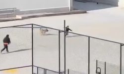 Okulda Kabus! Köpek Bahçeye Daldı, Öğrenciler Kaçıştı