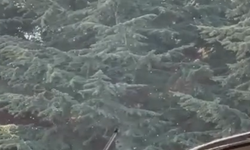 Sanayi Bölgesi Sinek İstilasına Uğradı! Esnaf Belediyeden Acil İlaçlama Bekliyor