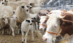 Hayvan Destekleri İçin Son Başvuru 1 Aralık