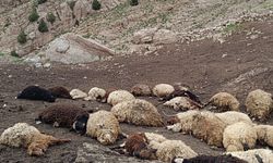 Kurtlar Sürüye Saldırdı: 31 Hayvan Telef Oldu