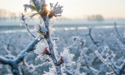 6,5 Milyarlık Zirai Don Ödemeleri Çiftçilerin Hesaplarına Yattı