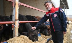 Bakan Yumaklı; “4 Bin 351 Kişiye 60 Bin Anaç Hayvan Verilecek”