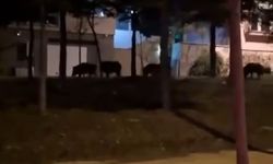 Evlerin Yakınına Gelen Domuz Sürüsü Endişelendirdi