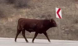 Çiftlikten Kaçan İthal Dana Aranıyor