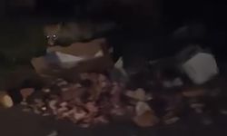 Barajda Tilki Şaşkınlığı!