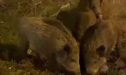 Sık Sık Görünen Domuz Sürüsü Tedirgin Ediyor