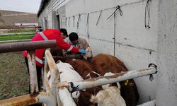 İskilip’te Şap ve Brusella Aşılamalarına Devam