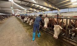 Köylerde Hayvan Sağlığı Çalışmaları Devam Ediyor