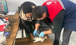 İskilip’te Hayvanların Kimliklendirilme Çalışmaları Başarıyla Devam Ediyor