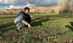 Laçin’de Hububat Tarlaları Yoğun Kontrol ve Takip Altında