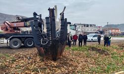 Çınar Ağaçları Yeni Yerinde Hayata Tutundu