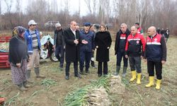 Coğrafi İşaretli “Kışlacık Pırasası” İçin Hasat Zamanı