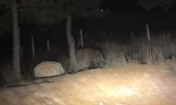 Şehrin Her Yerinde Domuz Sürüleriyle Karşılaşılır Oldu