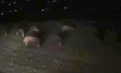 Domuz Sürüsü Şehre İndi