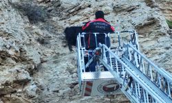 Kayalıklarda Mahsur Kalan Keçileri İtfaiye Kurtardı