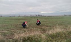 Ekim Alanlarında Fenolojik Gözlem Yapıldı