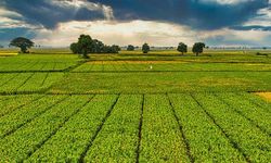 Milyarlık Destek, Çiftçilerin Hesabına Yattı